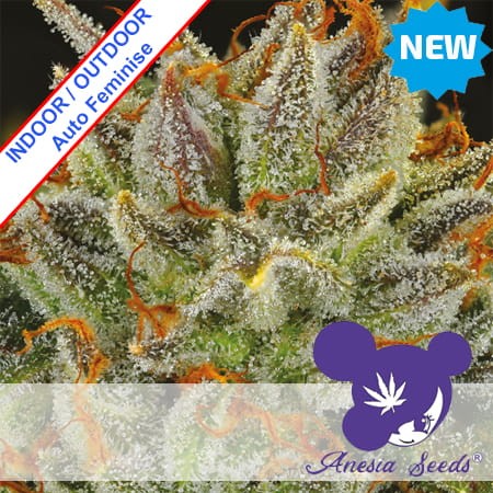 Fat Monkey Auto Feminise