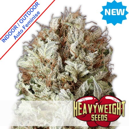 Extreme Impact Auto Feminise