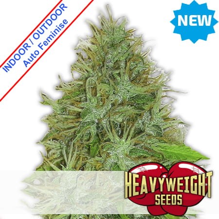 2 Fast 2 Vast Auto Feminise