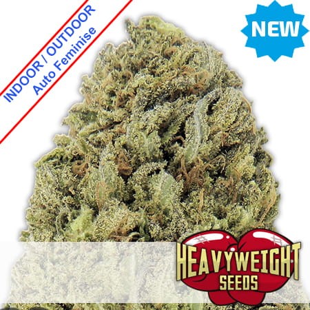 Fast & Vast Auto Feminise