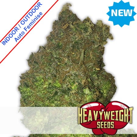 Fruit Punch Auto Feminise