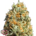 Fully Loaded Auto Feminise