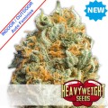 Fully Loaded Auto Feminise