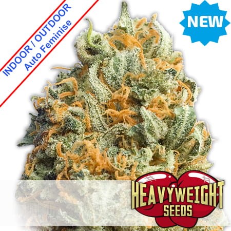 Fully Loaded Auto Feminise