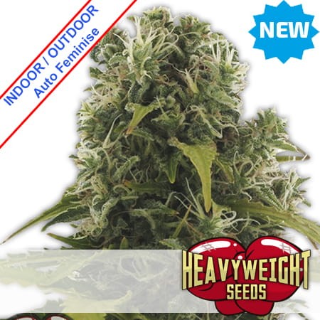 High Density Auto Feminise