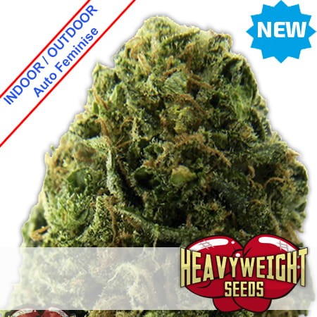 Massive Midget Auto Feminise