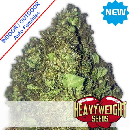 Short & Sweet Auto Feminise