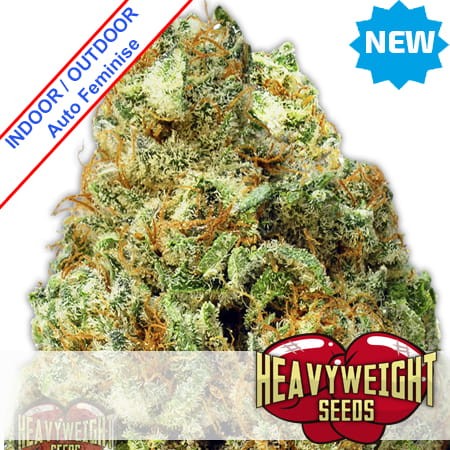 Turbo Bud Auto Feminise