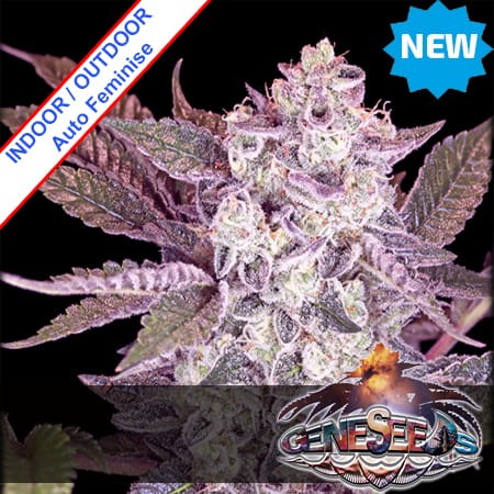 Mystical Punch Auto Feminise