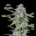 Cherry Pie Auto Feminise