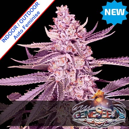 Orange Cake Auto Feminise