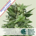 Royal Kush Auto Feminise