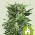 Royal Kush Auto Feminise