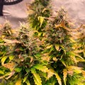 Royal Kush Auto Feminise