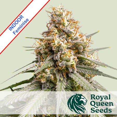 Shining Silver Haze Feminise