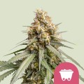 Shining Silver Haze Feminise