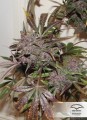 Auto Blackberry Kush Feminise