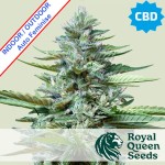 Stress Killer CBD Auto Feminise