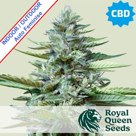 Stress Killer CBD Auto Feminise
