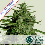 Titan F1 Auto Feminise