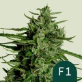 Titan F1 Auto Feminise