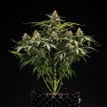 Titan F1 Auto Feminise