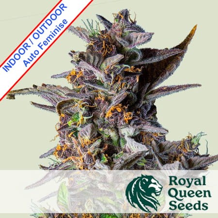 Watermelon Auto Feminise