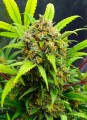 Banana Kush Fast Version Feminise