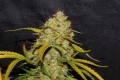 Strawberry Runtz Auto Feminise