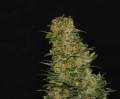 Big Bud XXL Fast Version Feminise
