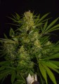 Big Bud XXL Fast Version Feminise