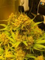 Black Master#2 Auto Feminise