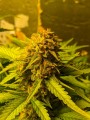 Black Master#2 Auto Feminise