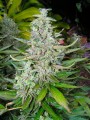 Bubba Kush Fast Version Feminise