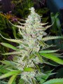 Bubba Kush Fast Version Feminise