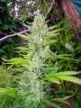 Bubba Kush Fast Version Feminise