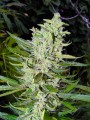 Bubba Kush Fast Version Feminise