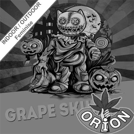 Grape Skunk Fast Version Feminise