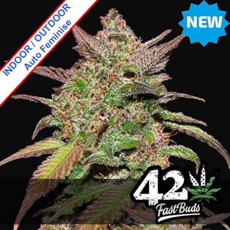 Smoothie Auto Feminise