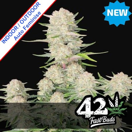 Apricot Auto Feminise