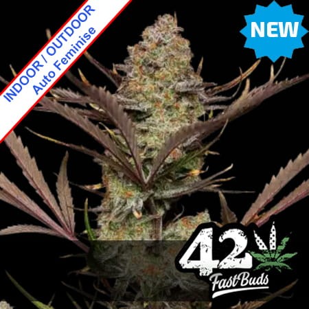 Apple Strudel Auto Feminise