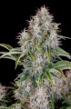 Cinderella Original  Auto Feminise