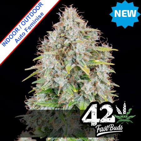 Cinderella Original  Auto Feminise