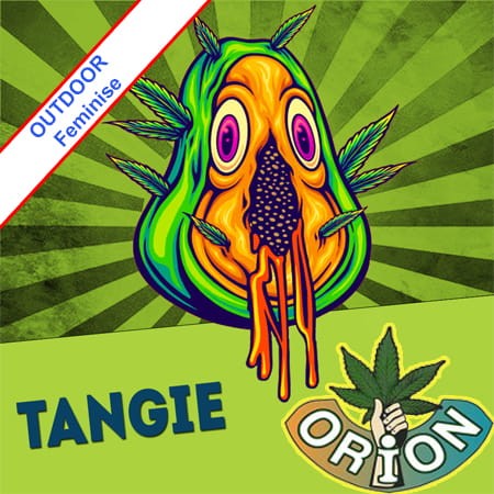 Tangie Fast Version Feminise