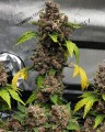 Cookies Auto Feminise