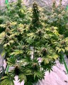 Tropicanna Milkshake Auto Feminise