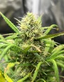 Jack Herer Auto Feminise