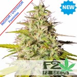 Somango x Cookies Feminise