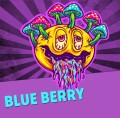 Blue Berry Auto Feminise