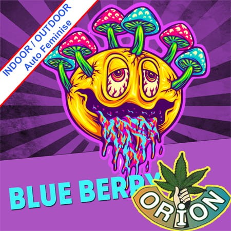 Blue Berry Auto Feminise